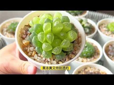 甲 辰 玉露變色